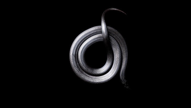 serpente, bianco, nero, Sfondo HD