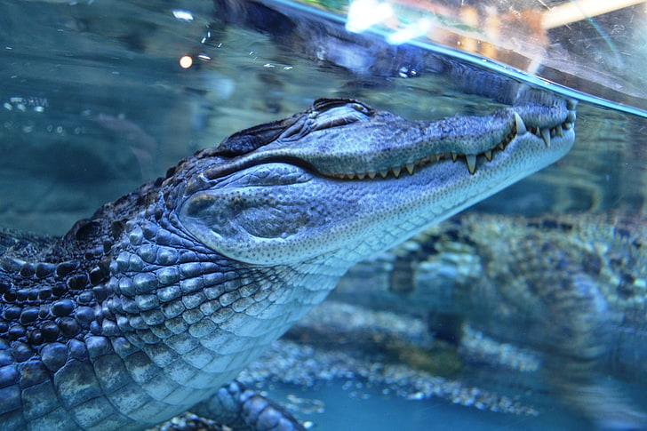 gray alligator, crocodile, dream, under water, predator, teeth, HD wallpaper