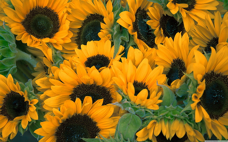 Sonnenblumen, HD-Hintergrundbild