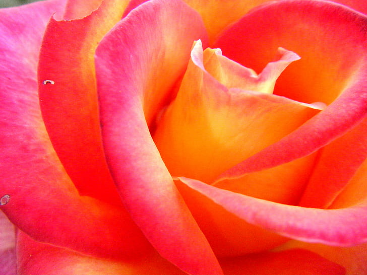 fotografi closeup mawar merah dan kuning, alam, daun bunga, bunga, tanaman, Warna pink, close-up, Kepala bunga, Bunga tunggal, makro, keindahan Di Alam, Wallpaper HD