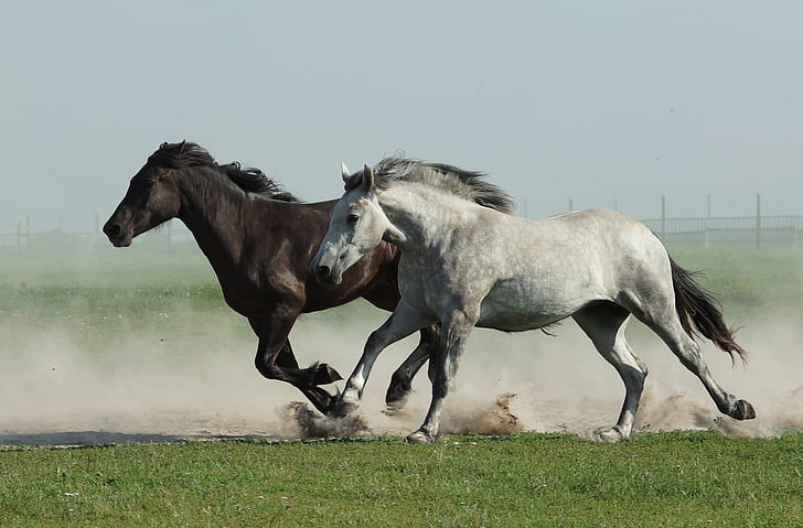 Konie latem, dwa konie, lato, konie, przyroda, zwierzęta, s, hd, najlepsze s, Tapety HD