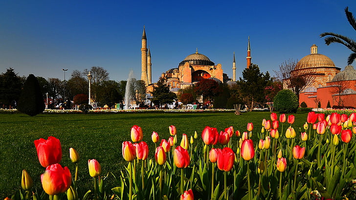 arquitetônico, cidades, paisagens urbanas, istambul, mesquitas, sophia, tulipas, turquia, HD papel de parede