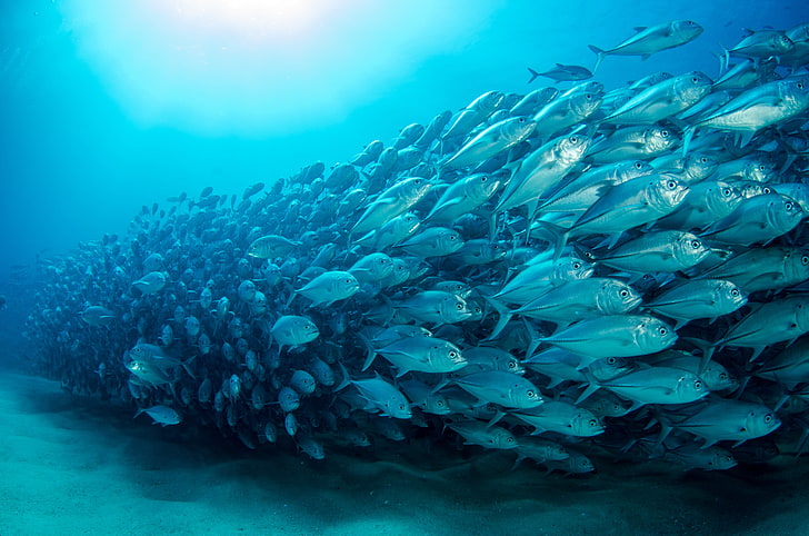 파란색과 검은 색 꽃 그림, 바다, 물고기, 동물, 시안, 수중, 파랑, HD 배경 화면