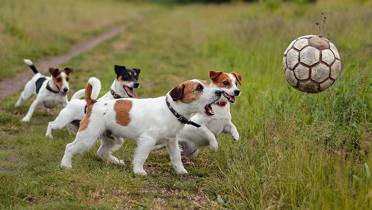 animais, cachorro, grama, bola de futebol, Jack Russell Terrier, HD papel de parede