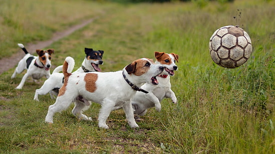 zwierzęta, pies, trawa, piłka nożna, Jack Russell Terrier, Tapety HD HD wallpaper