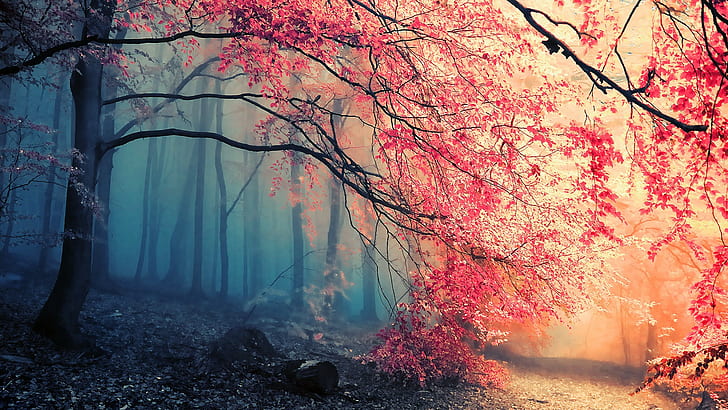 seni digital, Musim Gugur, hutan, Jepang, Daun Maple, alam, lukisan, Pohon, Wallpaper HD