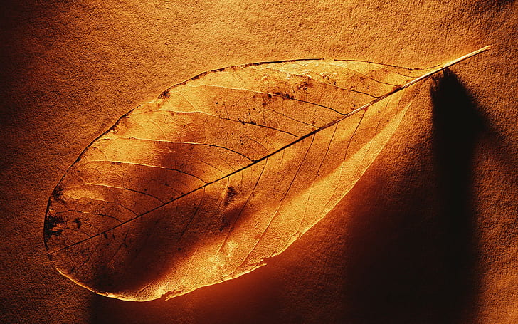Leaf Veins HD, brown withered leaf, nature, leaf, veins, HD wallpaper