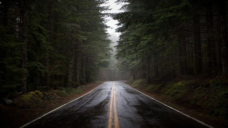 forest, road, rain, HD wallpaper