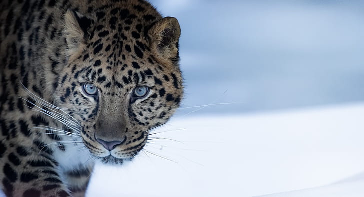 naturaleza, bestia, leopardo de Amur, Fondo de pantalla HD