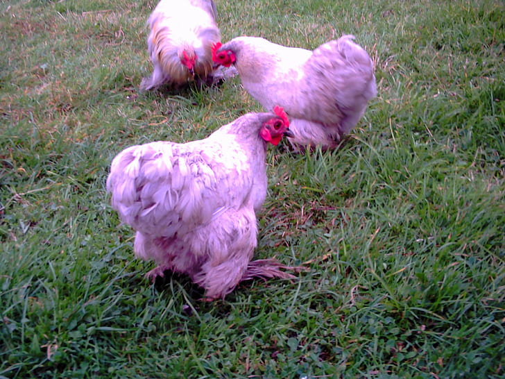 مجموعة من ثلاث دجاجات لافندر وطيور ودجاج وخزامى وطيور وحيوانات، خلفية HD