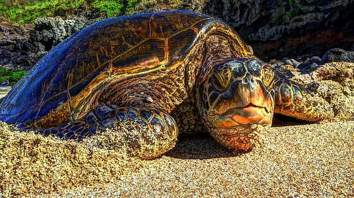 maui maui beach kaplumbağa Hawaii adası, HD masaüstü duvar kağıdı