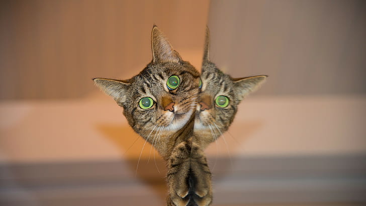 kedi, yüz, Yansıma, Çizgili, Arka plan 4K Ultra HD, Download 3840x2160, HD masaüstü duvar kağıdı