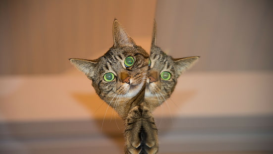 Katze, Gesicht, Spiegelung, Gestreift, Hintergrund 4K Ultra HD, Download 3840x2160, HD-Hintergrundbild HD wallpaper
