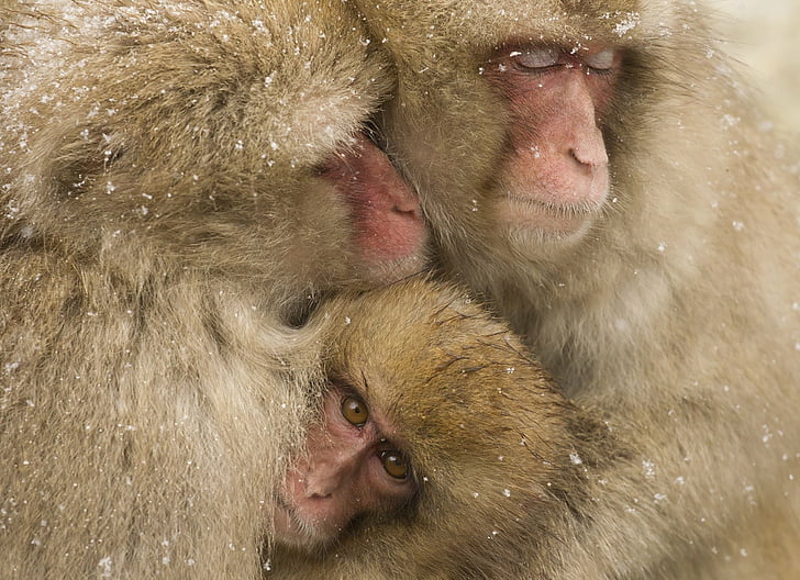 Monkeys, Japanese Macaque, Baby Animal, Monkey, Primate, HD wallpaper