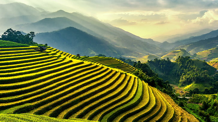 風景、田んぼ、アジア、円白、ベトナム、ムーカンチャイ、雰囲気、農業、日光、水田、自然、畑、丘、朝、田んぼ、山の風景、畑、空、テラス、高地、 HDデスクトップの壁紙