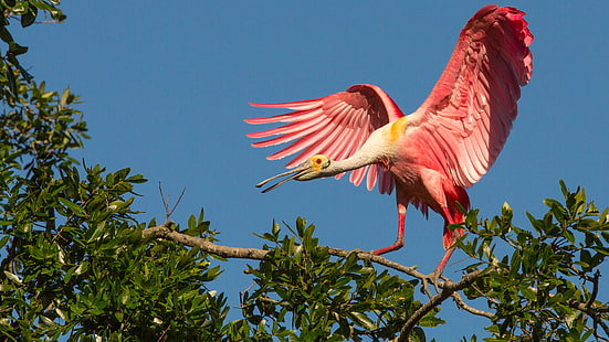 Pink Birds Roseate Spoonbill Тропически екзотични птици HD тапети за мобилни телефони и компютър 3840 × 2160, HD тапет HD wallpaper