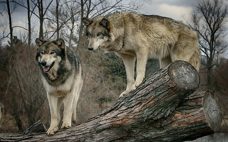 lobo, animales, Fondo de pantalla HD