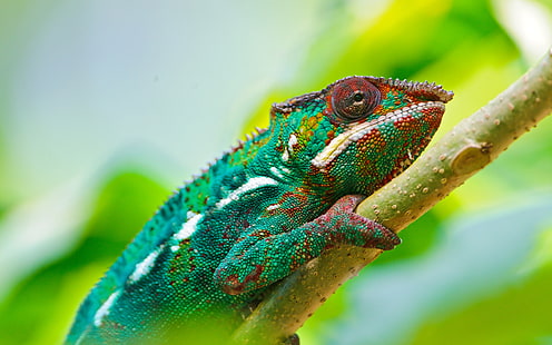 Colorful Chameleon 4K, colorido, camaleón, Fondo de pantalla HD HD wallpaper