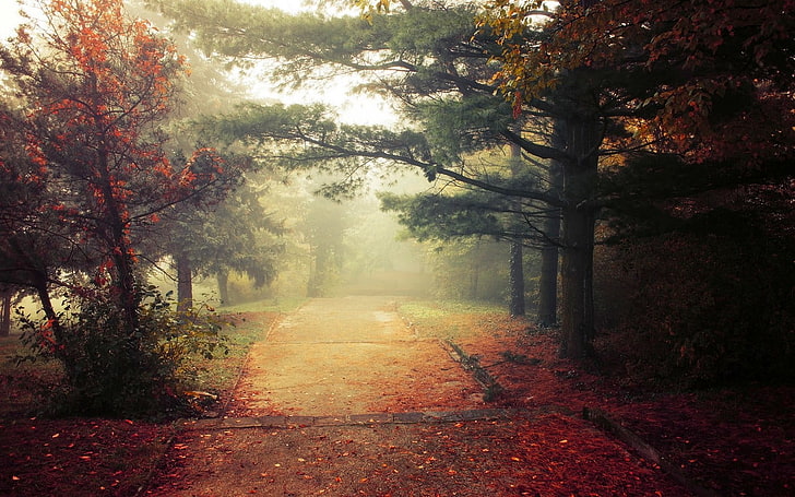 czerwone i zielone drzewa, krajobraz, natura, jesień, park, drzewa, liście, mgła, trawa, poranek, ścieżka, chodnik, światło dzienne, krzewy, Tapety HD