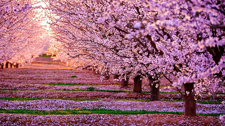 árboles rosados HD fondos de pantalla descarga gratuita | Wallpaperbetter