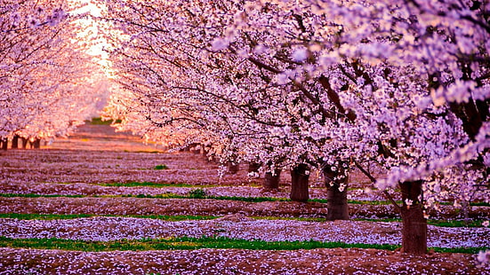 printemps, fleur, arbre, rangée d'arbres, fleur, fleurs roses, fleur de cerisier, plante, matin, lumière du soleil, Fond d'écran HD HD wallpaper