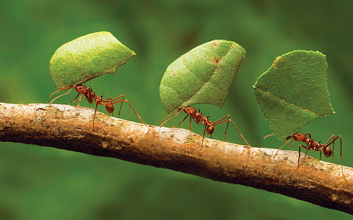 الحيوانات حشرة غشائية الأجنحة النمل ماكرو، خلفية HD HD wallpaper