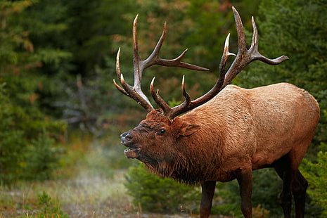 bull, deer, elk, elks, HD wallpaper HD wallpaper