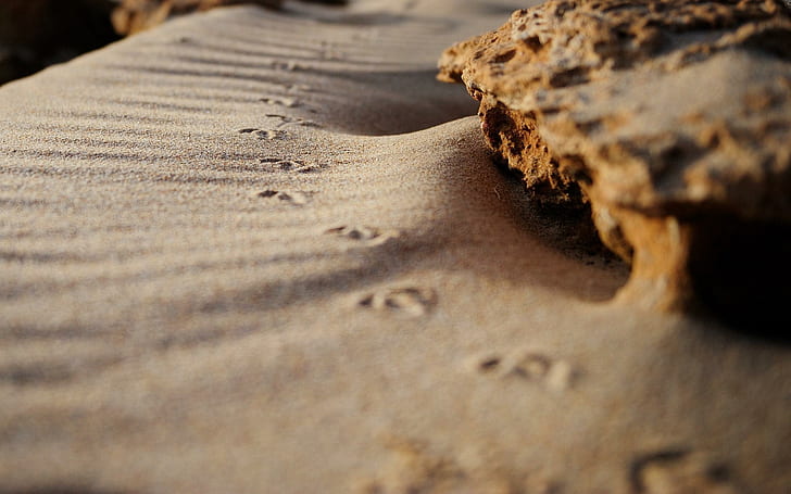 المسارات في الرمال ، الرمال الرمادية ، الصحراء ، الطبيعة ، المسارات ، الرمال، خلفية HD