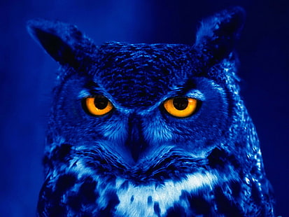 black and white owl illustration, owl, predator, bird, night, yellow eyes, HD wallpaper HD wallpaper