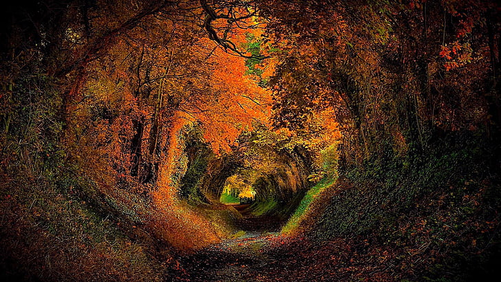 Halnaker, тунел на дърво, Европа, ЕС, Великобритания, GB, Обединеното кралство, Съсекс, Англия, Западен Съсекс, фотография, горска пътека, природа, пейзаж, слънчева светлина, алея на дърво, растителност, широколистни, дърво, тунел, листа, есен, гора , гориста местност, HD тапет