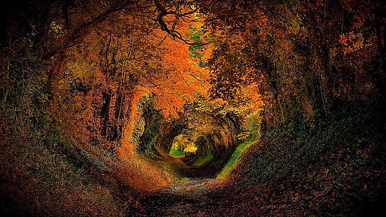 Halnaker, тунел на дърво, Европа, ЕС, Великобритания, GB, Обединеното кралство, Съсекс, Англия, Западен Съсекс, фотография, горска пътека, природа, пейзаж, слънчева светлина, алея на дърво, растителност, широколистни, дърво, тунел, листа, есен, гора , гориста местност, HD тапет HD wallpaper