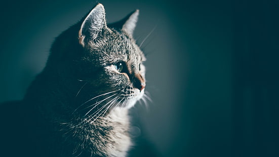 кот, синий, усы, млекопитающее, домашняя кошка, короткошерстная кошка, голова, крупный план, портрет, домашняя короткошерстная кошка, HD обои HD wallpaper