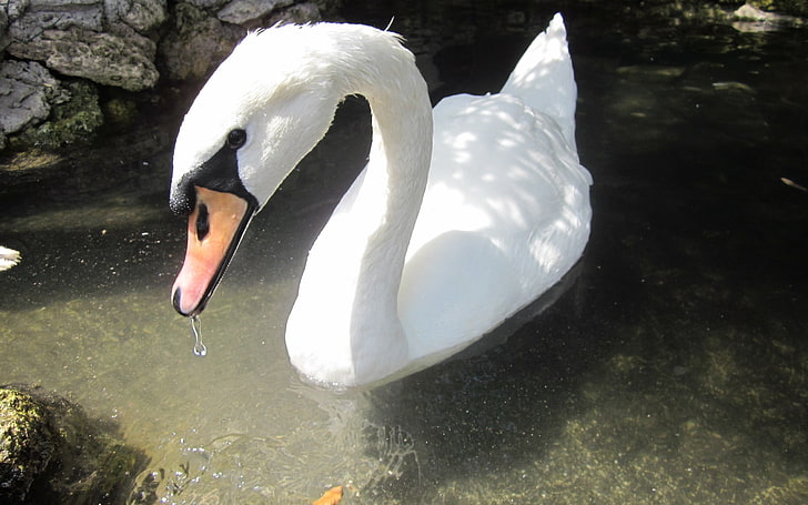 white swan, swan, birds, water, beak, swim, HD wallpaper