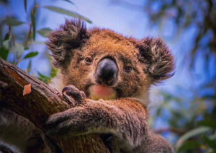 Koala in Australia, koala, tree, portrait, branch, Koala, phascolarctos cinereus, marsupial herbivore, eucalyptus, South Australia, HD wallpaper HD wallpaper