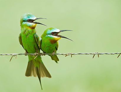 dwa zielono-białe ptaki na szarym stalowym drucie kolczastym, żołna, żołna, zaloty, zielone, białe ptaki, szare, stalowe, kolczaste, basai, żołna błękitna, merops persicus, ptak, żołna, dzika przyroda, zwierzę, natura, dziób, wielobarwny, niebieski, zwierzęta na wolności, Tapety HD HD wallpaper