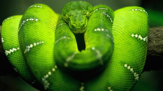 serpente, verde, rettili, boa constrictor, animali, Sfondo HD HD wallpaper
