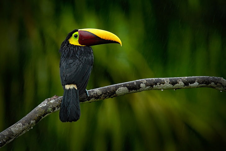 uccello nero e giallo, animali, uccelli, Sfondo HD