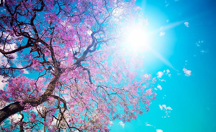 Пролетно слънце, вишнево дърво, сезони, пролет, слънце, HD тапет