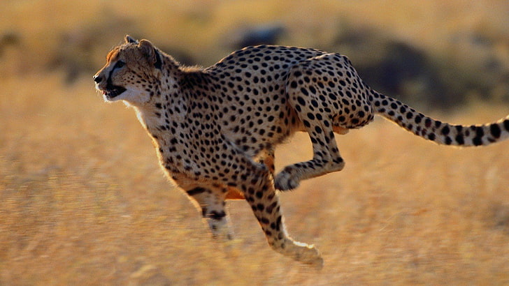 Amazing, animal, Beauty, Cheetah, cute, in, Jungle, Running, wild, HD wallpaper