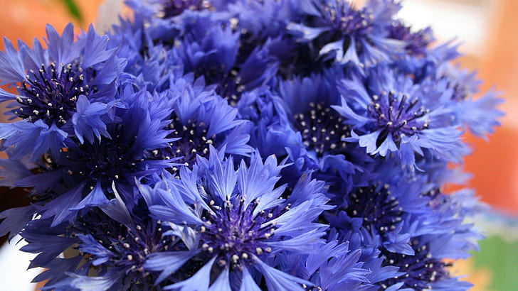 Fleurs 1920x1080 Bleuet, Fond d'écran HD