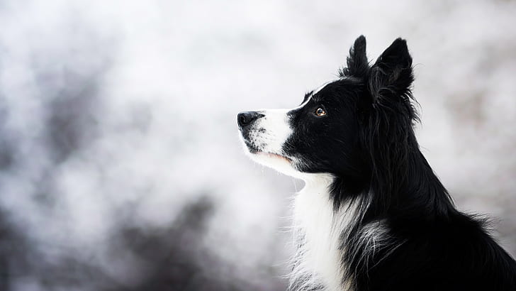 зима, взгляд, лицо, природа, фон, портрет, собака, свет, черный, профиль, боке, бордер-колли, HD обои