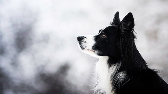 ฤดูหนาว, ดู, ใบหน้า, ธรรมชาติ, พื้นหลัง, แนวตั้ง, สุนัข, แสง, ดำ, โปรไฟล์, โบเก้, คอลลี่ชายแดน, วอลล์เปเปอร์ HD HD wallpaper