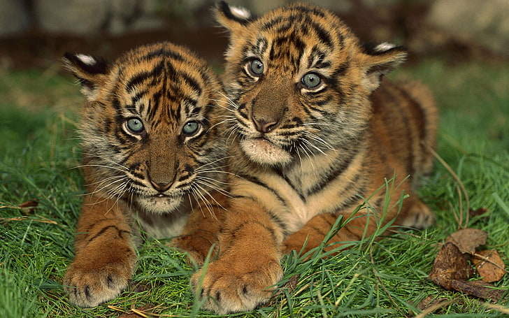 Тигренки, два тигренка, животные, тигр, удивительные обои животных, красивые обои животных, милые обои животных, обои диких животных, обои тигра, HD обои
