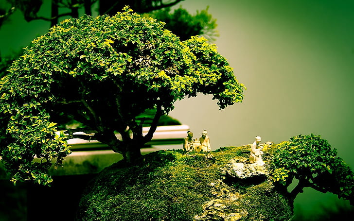 Bonsai árvore forma arte composição, bonsai, árvore, arte, HD papel de parede