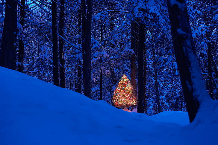 In. Natal na floresta. ღ, árvore de natal iluminada, gastador, ano novo, decorações, feriados, lâmpada, festival, bonito, doce, celebração, árvore, HD papel de parede