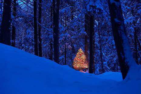 Christmas. Jul i skogen. ღ, upplyst julgran, spendor, nyår, dekorationer, helgdagar, glödlampa, festival, söt, söt, firande, träd, HD tapet HD wallpaper