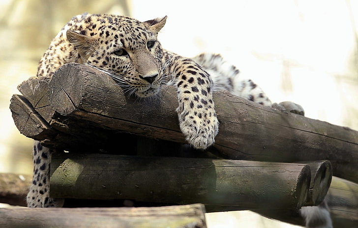 Cats, Leopard, Big Cat, Resting, Zoo, predator (Animal), HD wallpaper