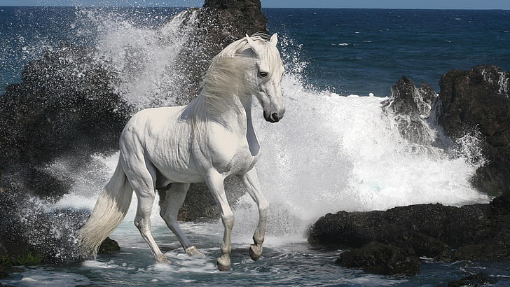 животные, пляжи, яркие, капли, лошади, величественные, грива, движение, природа, океан, скалы, море, берег, брызги, вода, волны, белый, HD обои