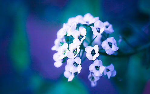 fleurs blanches, nature, fleurs, fleurs blanches, pétales, Fond d'écran HD HD wallpaper