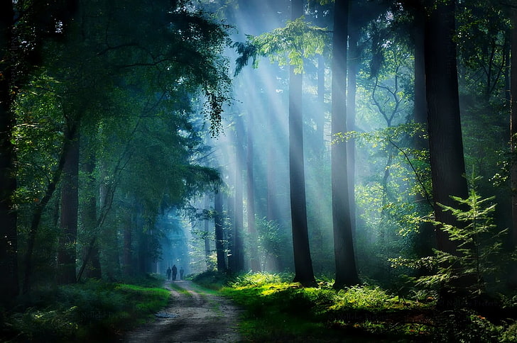 зелени листни дървета, природа, пейзаж, гора, черен път, слънчеви лъчи, дървета, мъгла, път, слънчева светлина, храсти, ходене, HD тапет